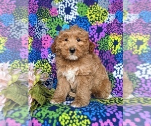 Double Doodle Puppy for sale in NOTTINGHAM, PA, USA