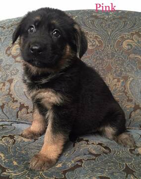 Medium Photo #17 German Shepherd Dog Puppy For Sale in COLETA, IL, USA