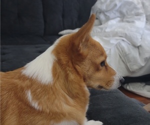 Mother of the Pembroke Welsh Corgi puppies born on 02/07/2026