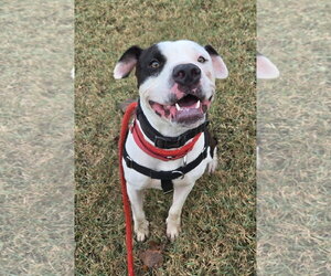 Auggie (Spot) - Male Mutt Dog for Adoption - Photo #2