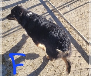 Medium Miniature Australian Shepherd