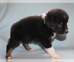 Small Photo #5 Australian Shepherd Puppy For Sale in MARBURY, AL, USA