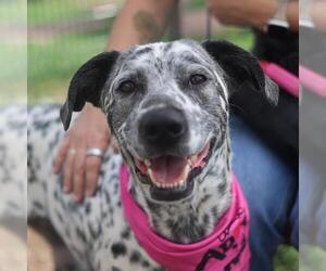 Dalmatian-Unknown Mix Dogs for adoption in San Antonio, TX, USA