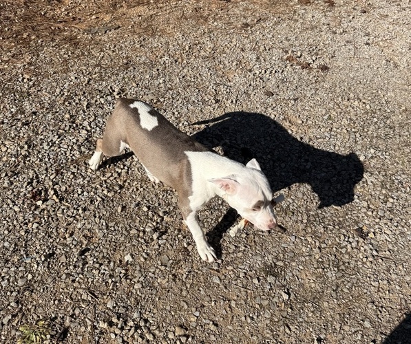 Medium Photo #2 American Pit Bull Terrier-American Staffordshire Terrier Mix Puppy For Sale in RINGGOLD, GA, USA