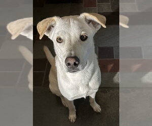 Fender - Male Pyrenees Husky Dog for Adoption - Photo #2