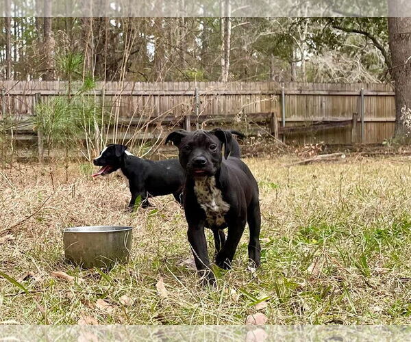 Medium Photo #4 American Pit Bull Terrier-Unknown Mix Puppy For Sale in Slidell, LA, USA