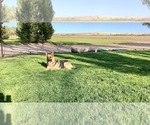 Small Photo #30 German Shepherd Dog Puppy For Sale in BRIGHTON, CO, USA