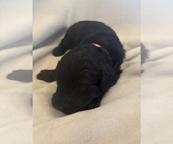 Medium Photo #3 Schnoodle (Giant) Puppy For Sale in MINNEAPOLIS, MN, USA