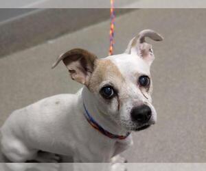 Mutt Dogs for adoption in Las Vegas, NV, USA