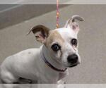 *ELMER - Male Mutt Dog for Adoption - Small photo