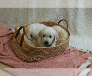 English Cream Golden Retriever Puppy for sale in MALDEN, MA, USA