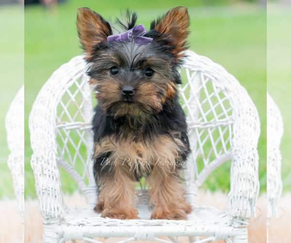 Medium Photo #44 Yorkshire Terrier Puppy For Sale in WARSAW, IN, USA