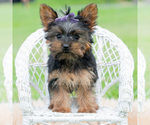 Small Photo #44 Yorkshire Terrier Puppy For Sale in WARSAW, IN, USA