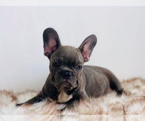 French Bulldog Puppy for sale in HOUSTON, TX, USA