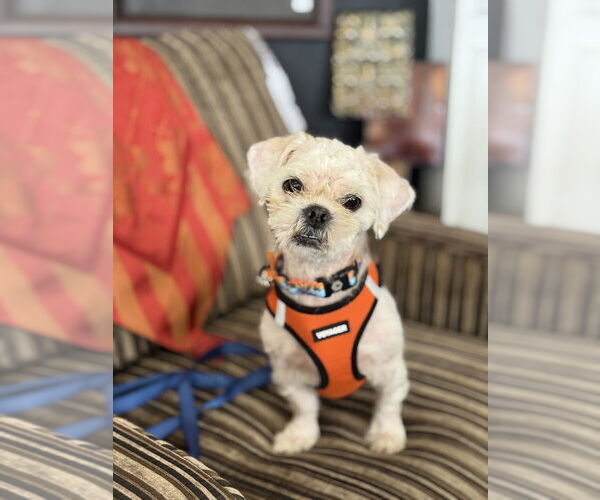 Medium Photo #8 Shih Tzu Puppy For Sale in Mundelein, IL, USA