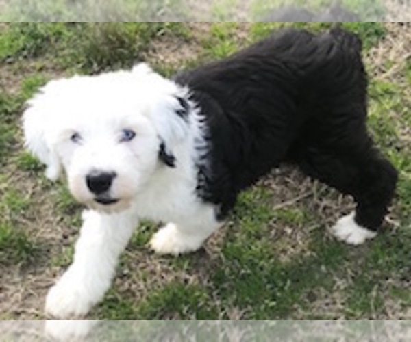 Medium Photo #2 Old English Sheepdog Puppy For Sale in WAKE FOREST, NC, USA