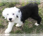 Small #1 Old English Sheepdog