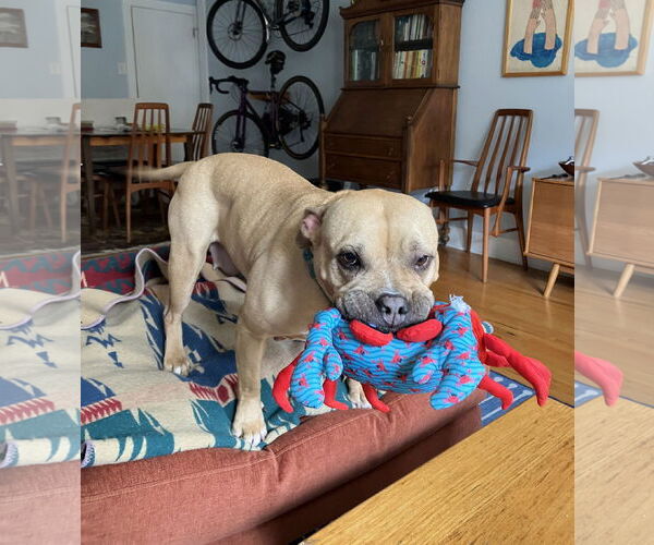 Medium Photo #19 Mutt Puppy For Sale in Philadelphia, PA, USA