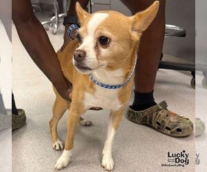 Quest - Male Chihuahua-Unknown Mix Dog for Adoption - Photo #3