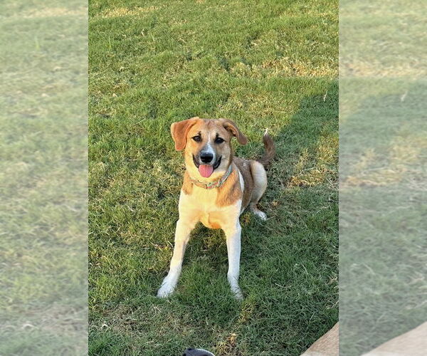 Medium Photo #2 Labrador Retriever-Unknown Mix Puppy For Sale in Brewster, NY, USA
