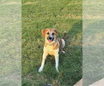 Small #1 Labrador Retriever Mix