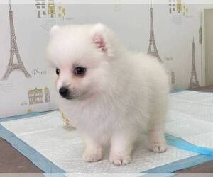 Japanese Spitz Puppies For Sale Near Dallas Texas Usa Page 1 10 Per Page Puppyfinder Com