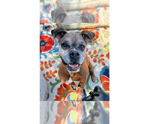 Boxer Dogs for adoption in Austin, TX, USA