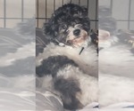 Small Photo #1 Jack Russell Terrier-Shih Tzu Mix Puppy For Sale in MYRTLE BEACH, SC, USA
