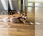 Small #11 Mutt