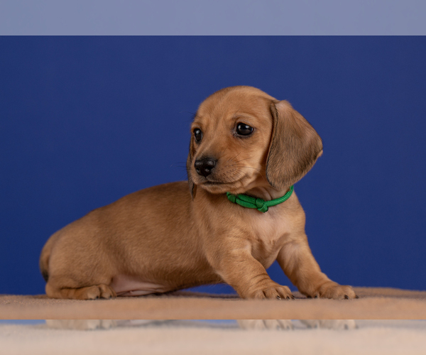 Medium Photo #27 Dachshund Puppy For Sale in CROWLEY, TX, USA