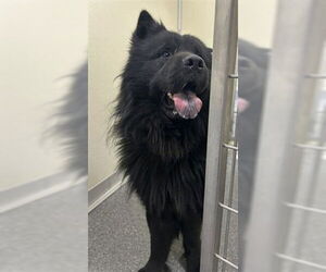Chow Chow Dogs for adoption in Louisville, KY, USA