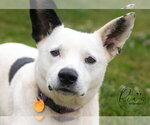 Small #2 Border Collie Mix