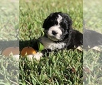 Small Photo #19 Bernedoodle Puppy For Sale in FLEMING ISLAND, FL, USA