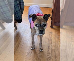 Boxer Dogs for adoption in Evansville, IN, USA