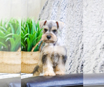 Small Photo #9 Schnauzer (Miniature) Puppy For Sale in SYRACUSE, IN, USA