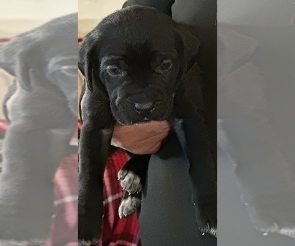 Medium Photo #6 Cane Corso Puppy For Sale in ANDERSON, IN, USA