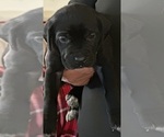 Small Photo #6 Cane Corso Puppy For Sale in ANDERSON, IN, USA