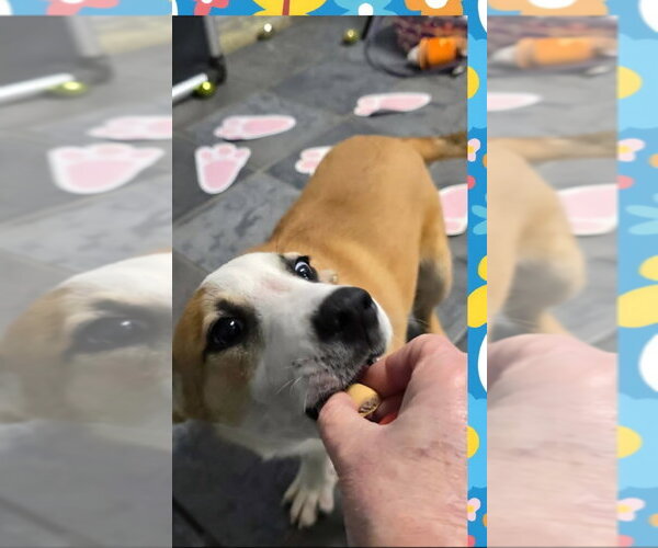 Medium Photo #2 Beagle-Unknown Mix Puppy For Sale in Aurora, IN, USA