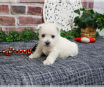 Small #10 West Highland White Terrier