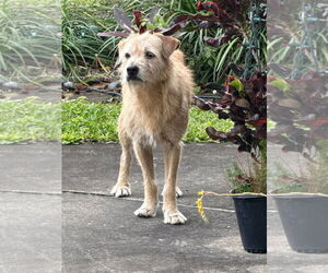 Unknown-Wheaten Terrier Mix Dogs for adoption in Oakland Park, FL, USA