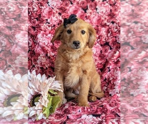 Goldendoodle (Miniature) Puppy for sale in KIRKWOOD, PA, USA