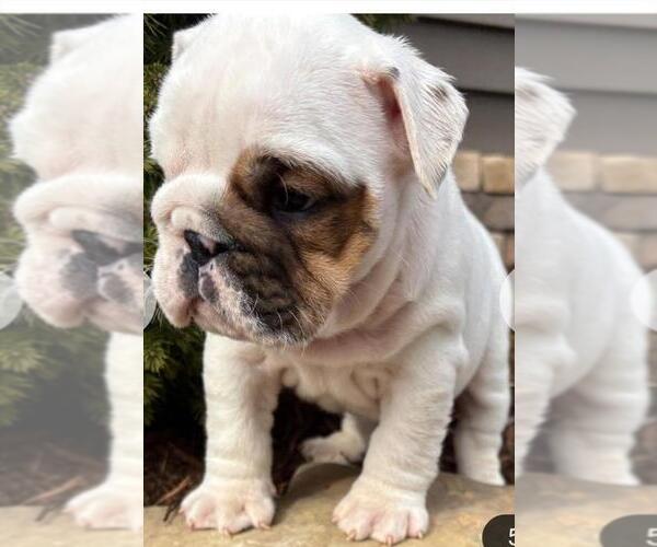 Medium Photo #1 English Bulldog Puppy For Sale in BERKLEY, MI, USA