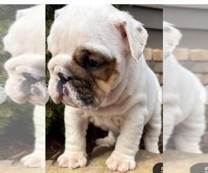 English Bulldog Puppy for sale in BERKLEY, MI, USA