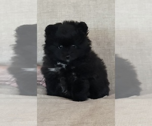 Pomeranian Puppy for sale in WINGATE, IN, USA