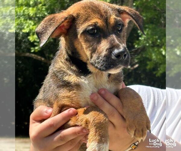 Medium Photo #2 Mutt Puppy For Sale in Washington, DC, USA