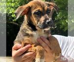 Small #1 Mutt