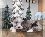 Small Photo #6 Schnauzer (Miniature) Puppy For Sale in FLORENCE, SD, USA