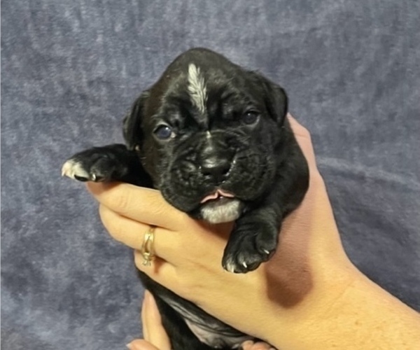 Medium Photo #2 Boxer Puppy For Sale in CLAREMORE, OK, USA