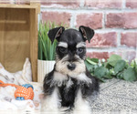 Small #6 Schnauzer (Miniature)