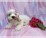 Small #5 Cavapoo (Miniature)